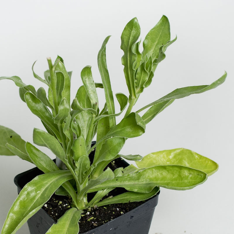 Calendula