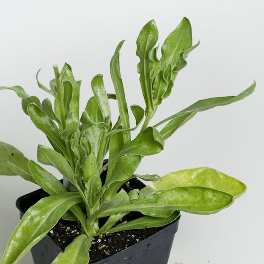 Calendula
