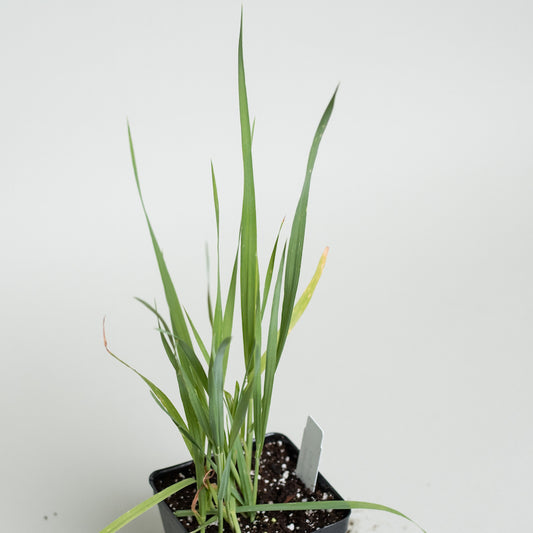Cat Grass