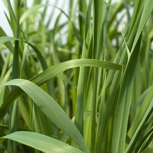 Cat Grass