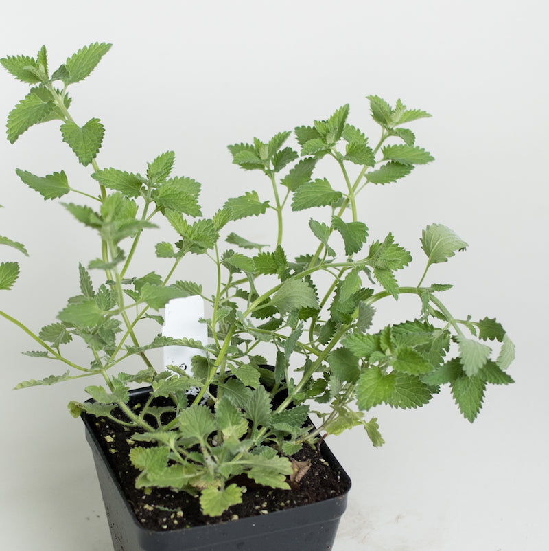 Catmint
