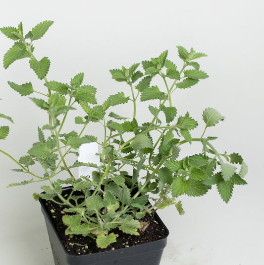 Catmint