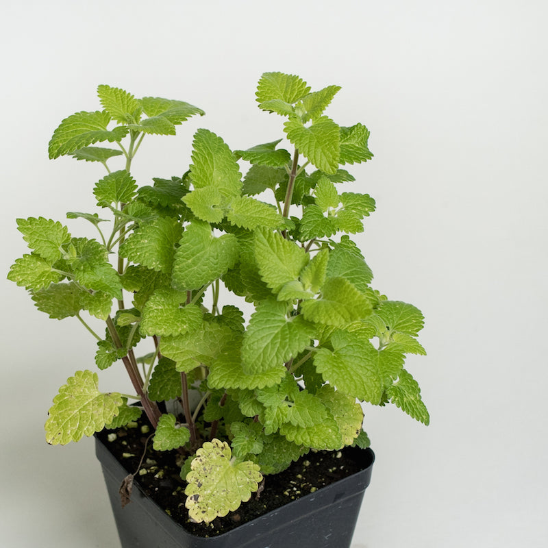 Catnip plant for sale (catnip plant, your catnip) Catnip plant for sale
