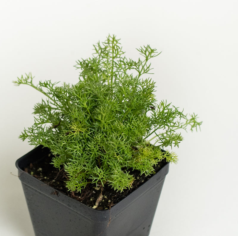 Chamomile 'German'