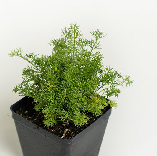 Chamomile 'German'