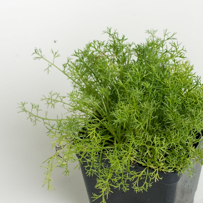 Chamomile 'Roman'