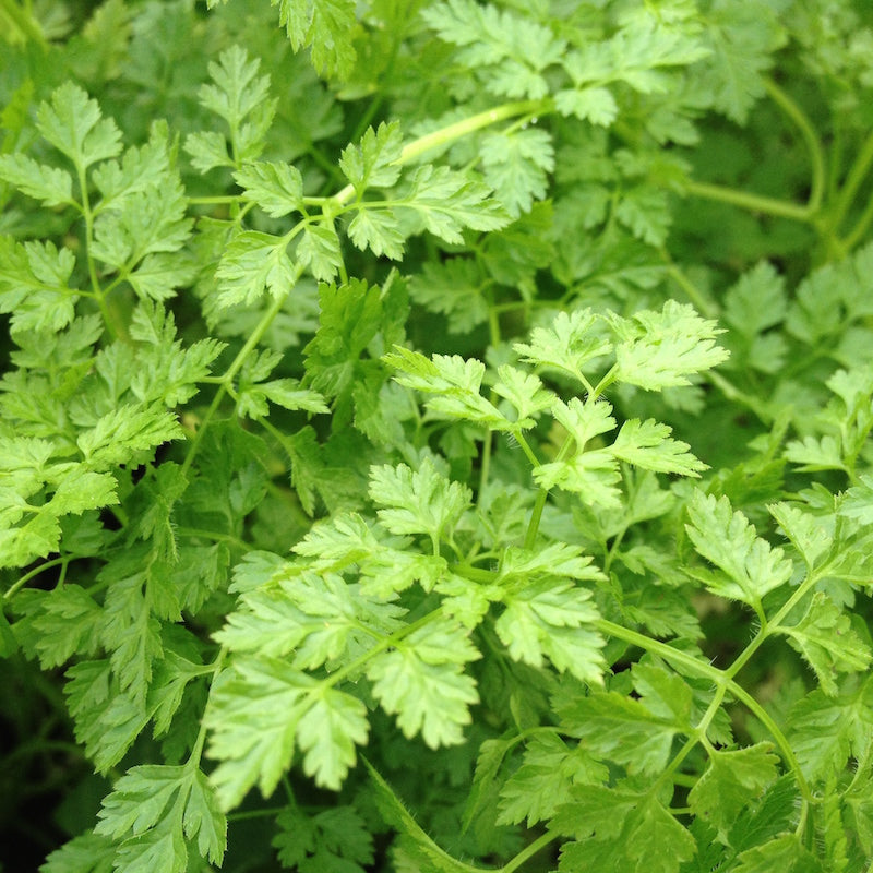 Chervil () Chervil