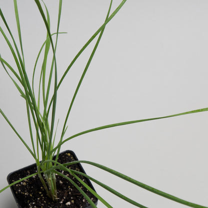 potted chives plant Chive Plants For Sale | Allium Schoenoprasum
