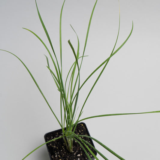 Chives, Garlic