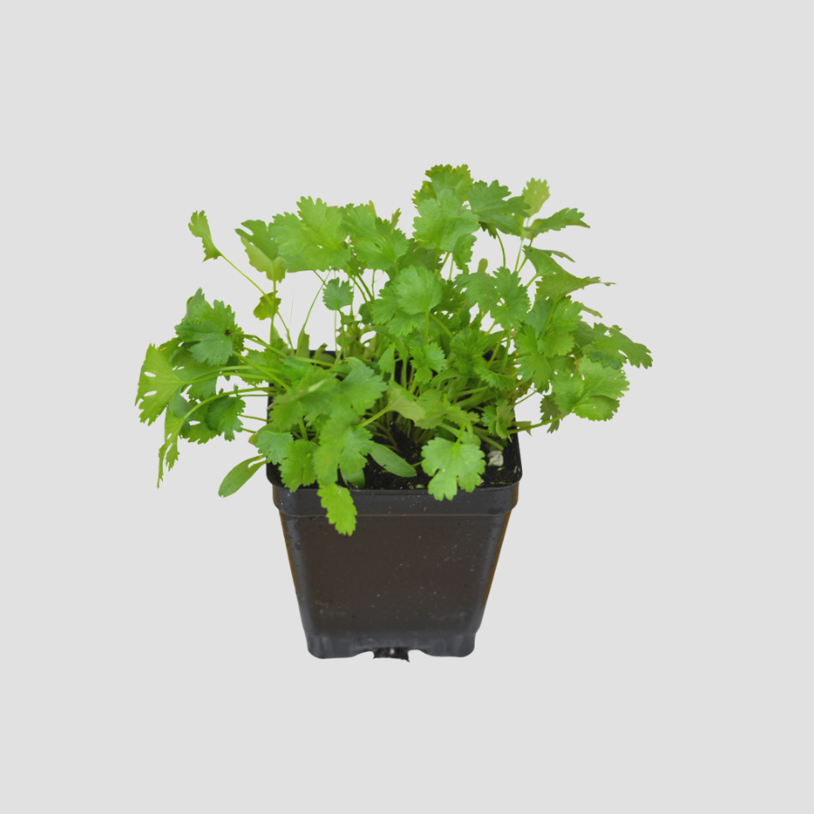 Cilantro