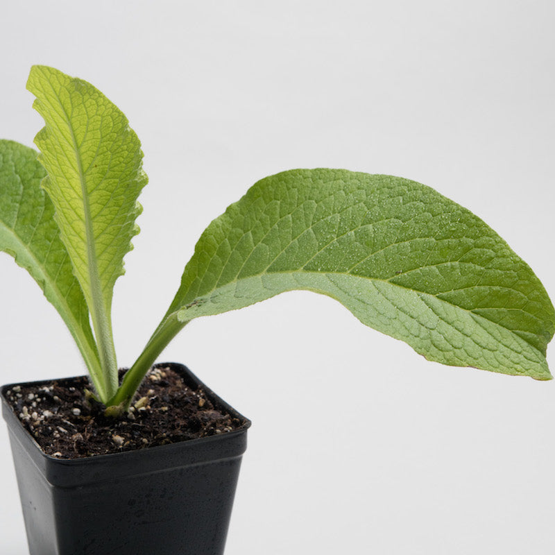 Comfrey 'Common'