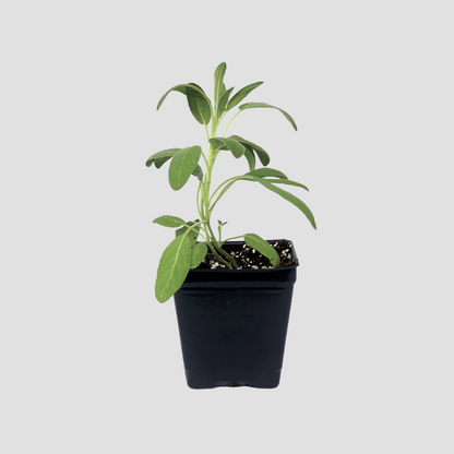 sage plant in a pot Sage 'Common'