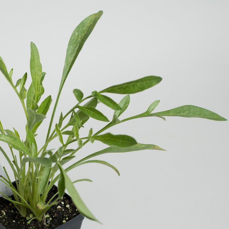 Coreopsis, Lanceleaf