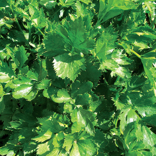 Cutting Celery