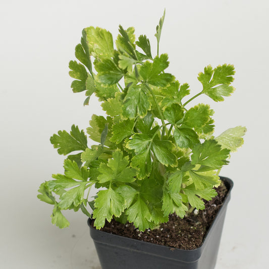 Cutting Celery