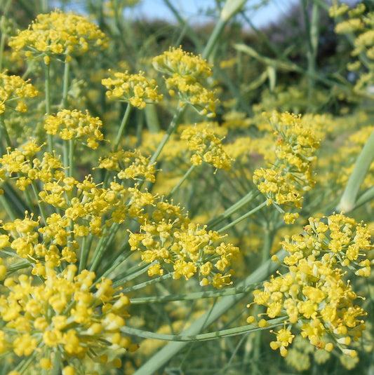 Dill 'Bouquet'