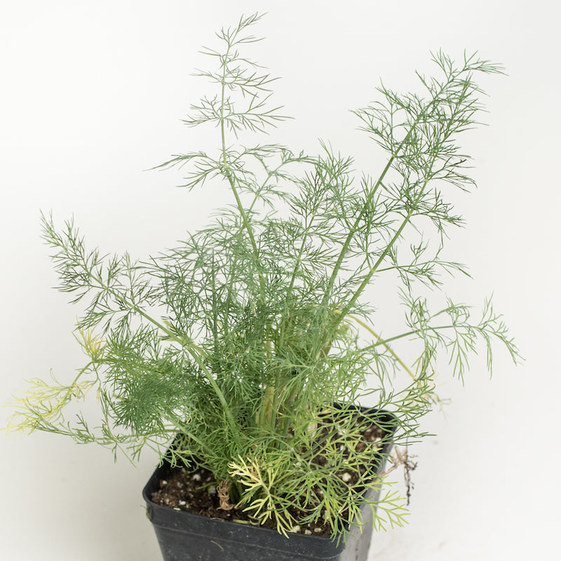 Dill 'Bouquet'