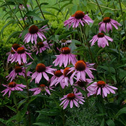 Echinacea purpurea 'Magnus'