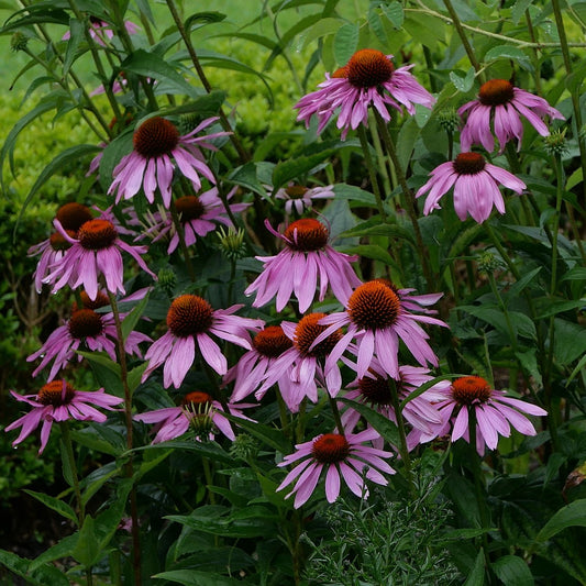 Echinacea purpurea 'Magnus'