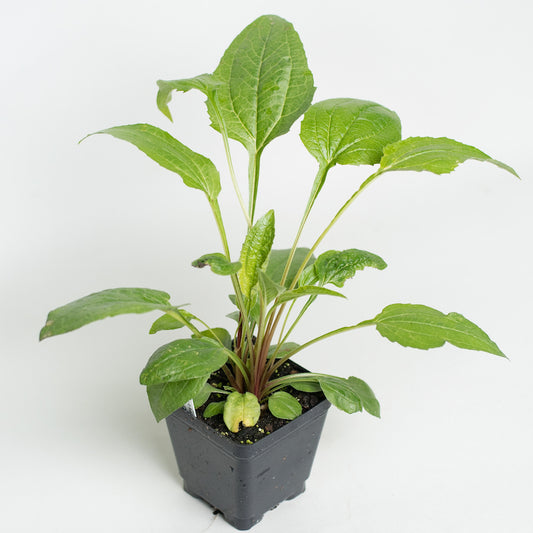 Echinacea, Purple Coneflower