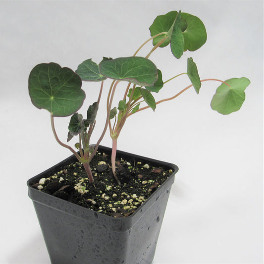 Nasturtium 'Empress of India'