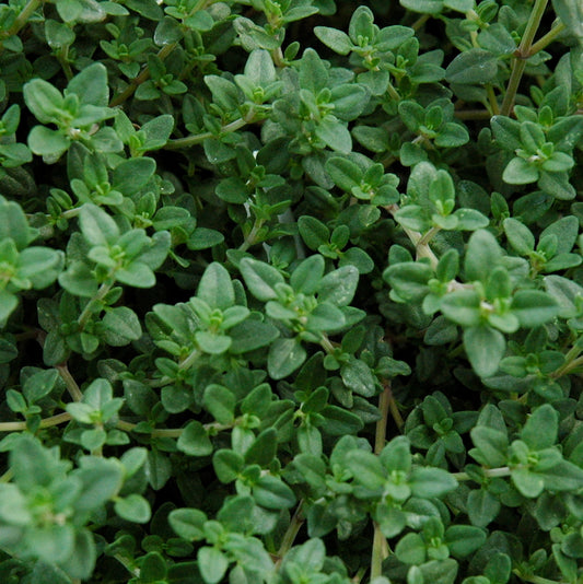 Thyme 'English'