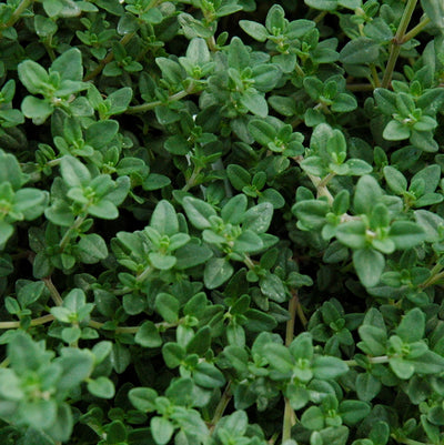 English thyme plant care (English thyme, your plant, English thyme plant, your English Thyme) English thyme plant care