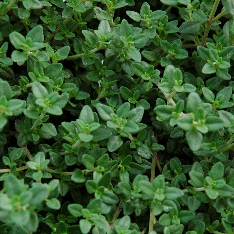 English thyme plant