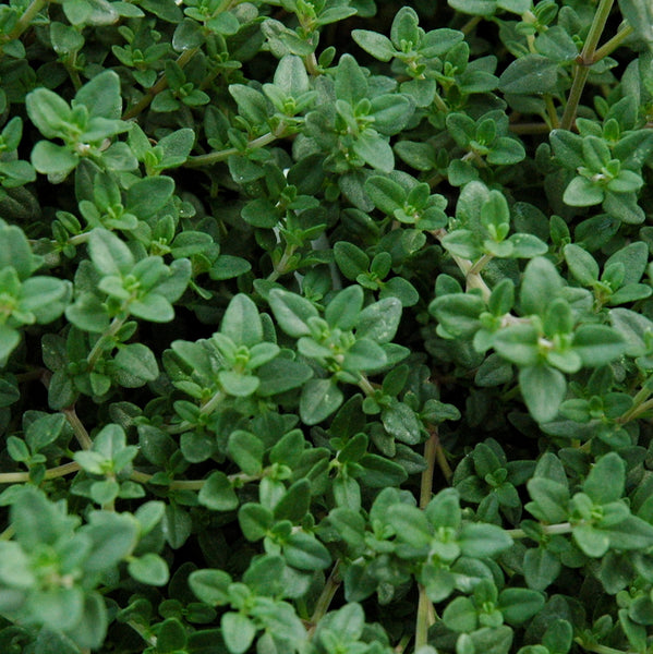 English Thyme Plants For Sale | Thymus Vulgaris