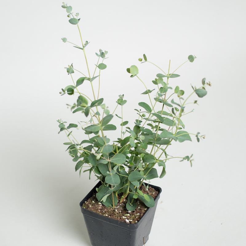 Silver Drop Eucalyptus Plants For Sale | Eucalyptus Gunnii