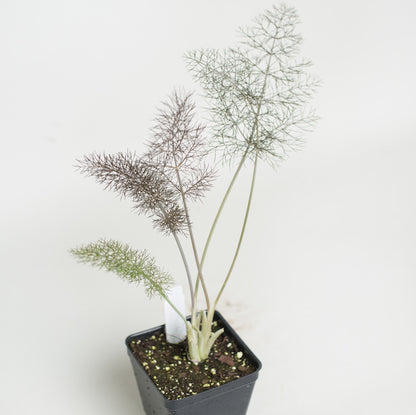 planting fennel in pots Bronze Fennel Plants For Sale | Foeniculum Vulgare