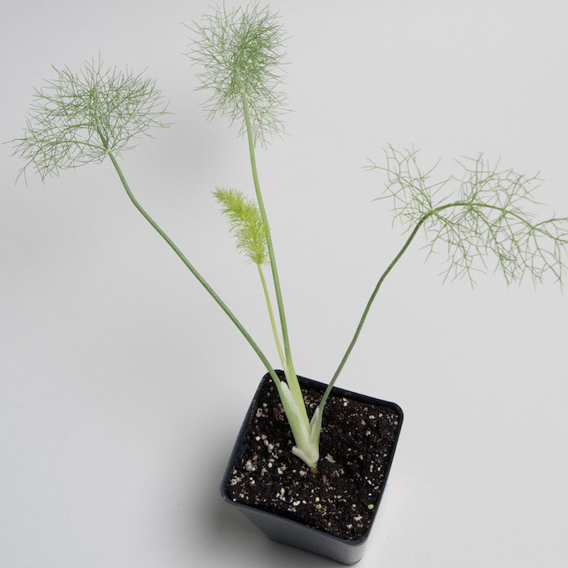 Fennel 'Green'