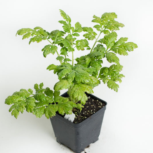 Feverfew