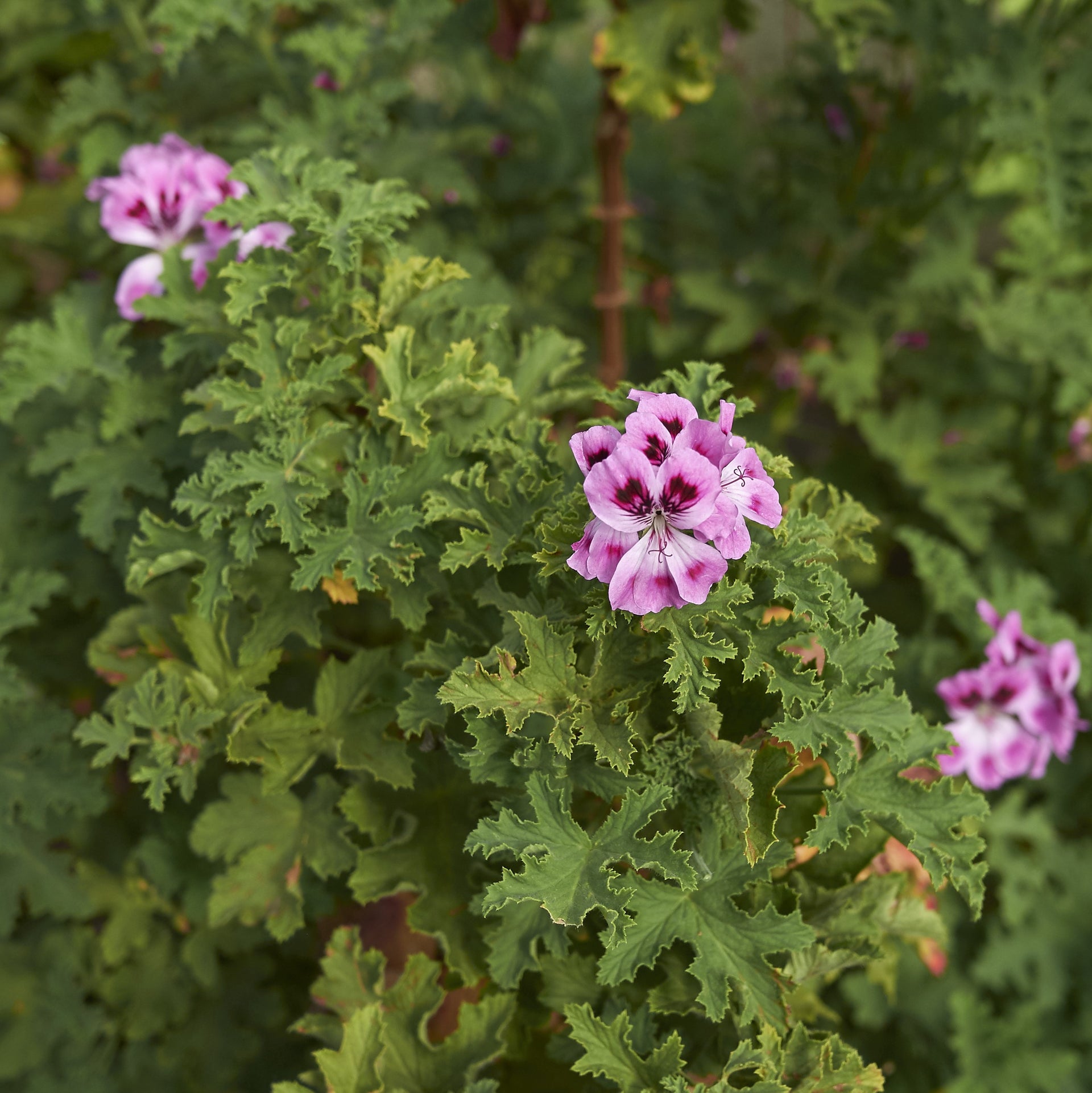 Scented Orange Fizz Geranium Plants For Sale – The Growers Exchange