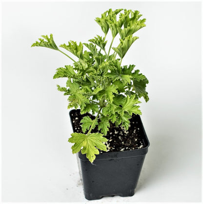 Scented Geranium 'Orange Fizz'