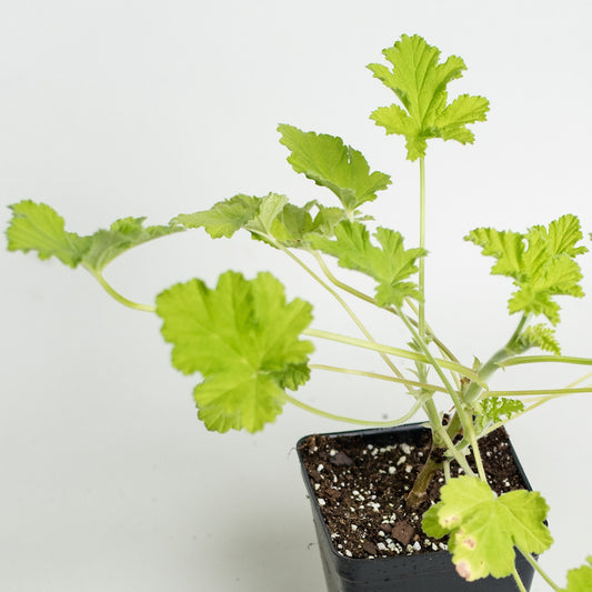 Scented Geranium 'Attar of Rose'