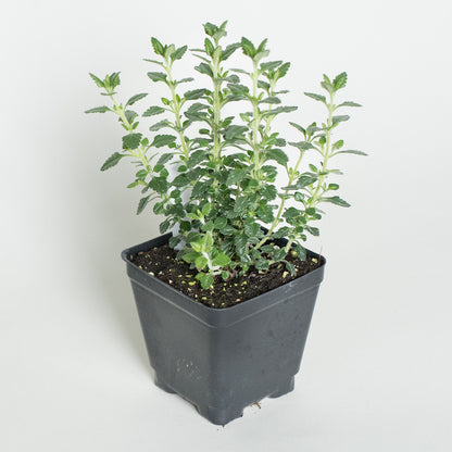 Germander 'Upright'