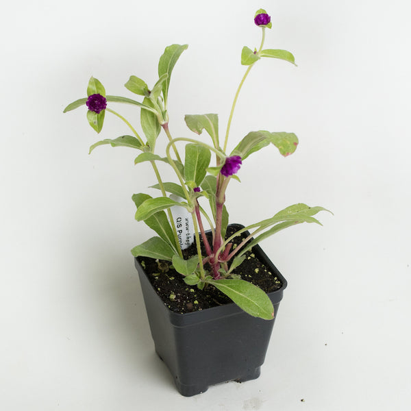 QIS Purple Gomphrena Plants For Sale Gomphrena Globosa
