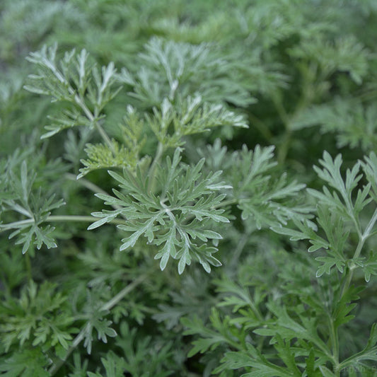 Wormwood 'Powis Castle'