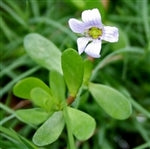 Brahmi Bacopa Monnieri Plants For Sale | The Growers Exchange