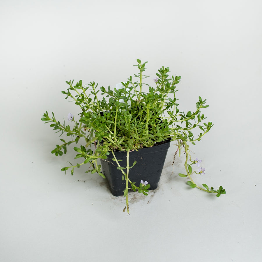 Brahmi