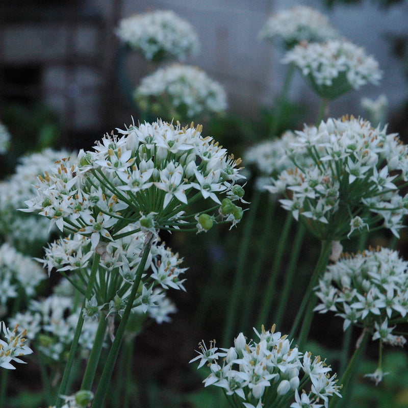 Chives, Garlic