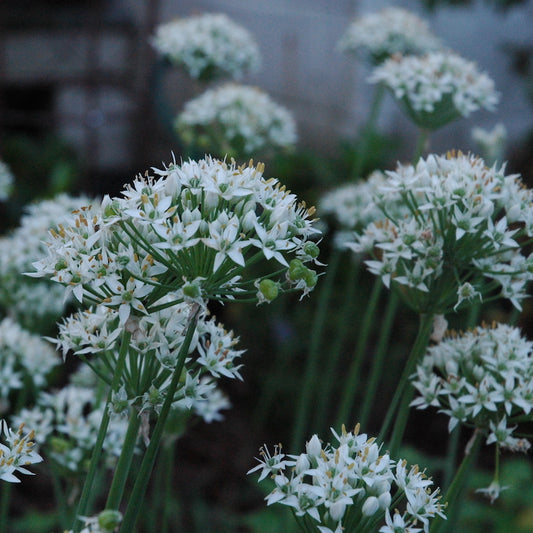 Chives, Garlic