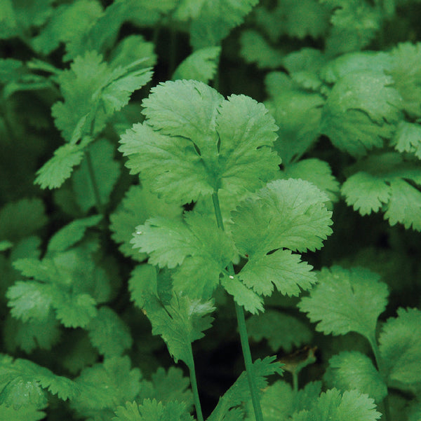 Cilantro Plants For Sale Coriandrum Sativum The Growers Exchange