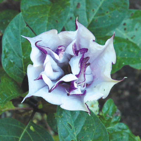 Datura 'Purple Ballerina'