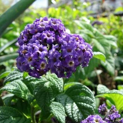 heliotrope house plant Heliotrope 'Marine'