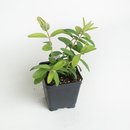 Hypericum calycinum