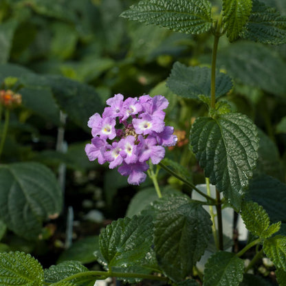 trailing lavender lantana plant Lantana 'Trailing Lavender'