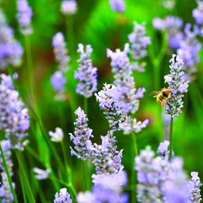 When is the best time to plant Lavender? – Soto Gardens