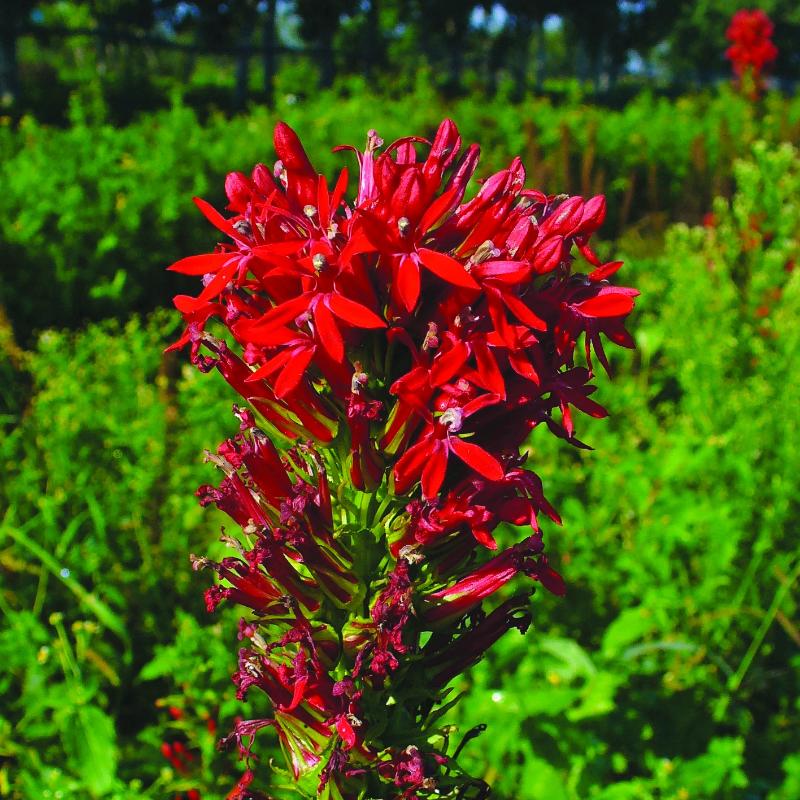 Cardinal Flower